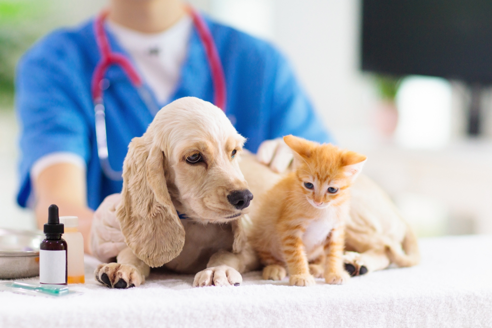 what do vets check for in puppies